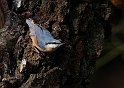 Nuthatch - A